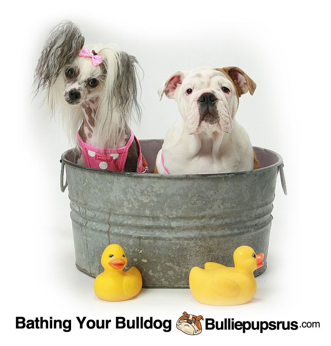 bulldog-and-chinese-crested