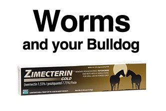 how often do you worm a puppy what do you use to worm your dogs and how often bulliepupsrus how often do you worm a puppy what do you use to worm your dogs and how often bulliepupsrus