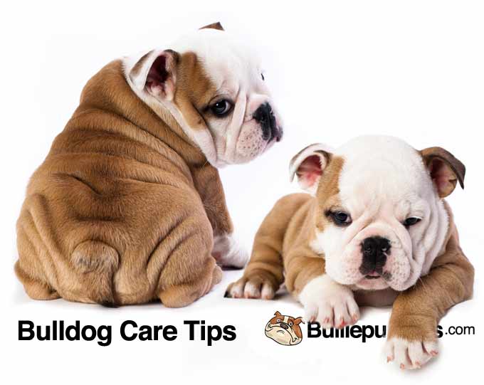 bulldog-care-tips