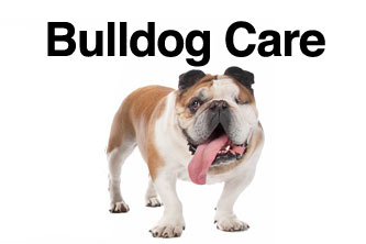 English Bulldog Care | Bulliepupsrus.com