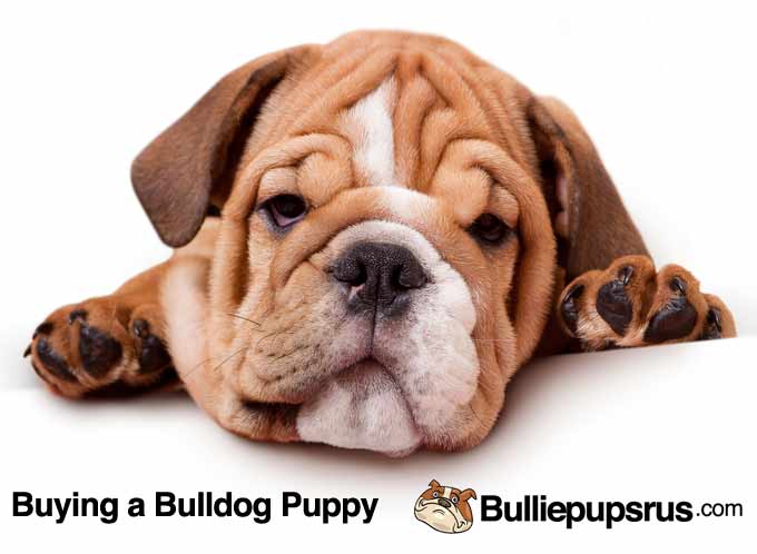 the-bulldog-puppy