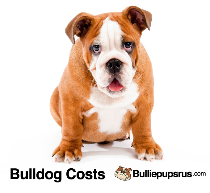 bulldog-costs