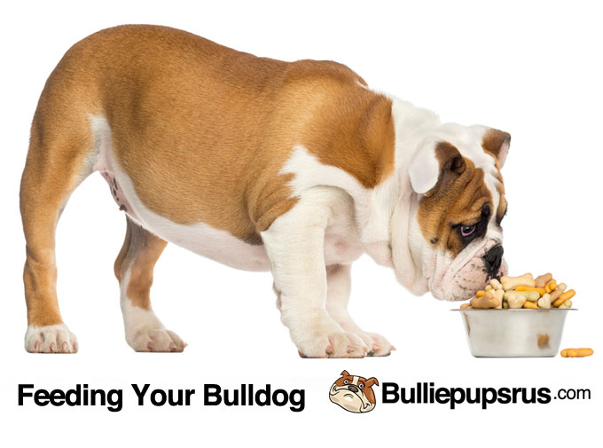 feeding-your-bulldog