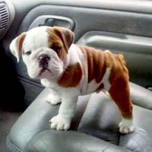 English Bulldog Pictures - I am the Cute One ;-)