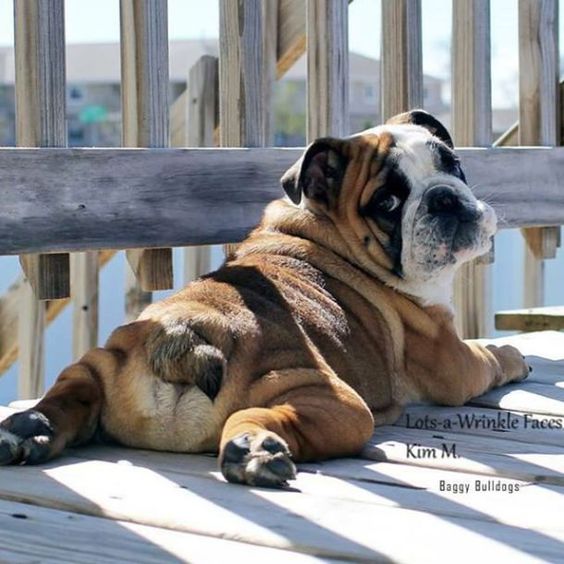 English Bulldog Pictures - Lazy... Whaaaaat?