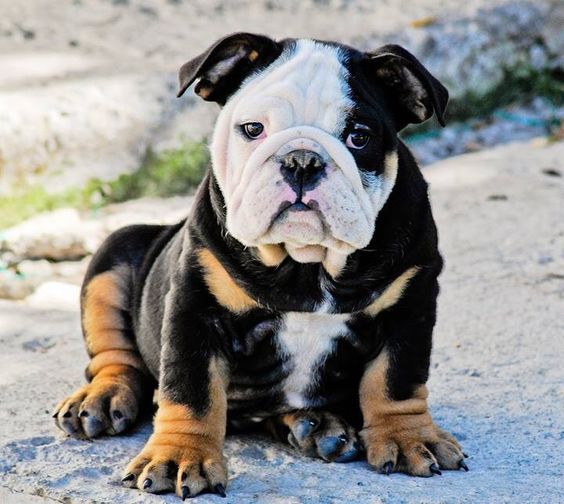 English Bulldog Pictures - Serious