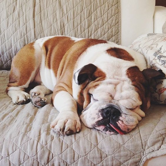 English Bulldog Pictures - The Sleepy Head