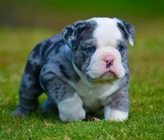 Blue English Bulldog Pictures - 1