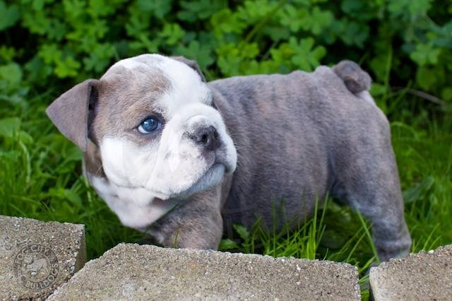 Blue English Bulldog Pictures - 2