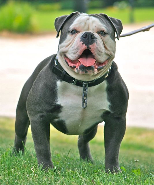 Blue English Bulldog Pictures - 3