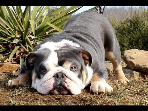 Blue English Bulldog Pictures - 4