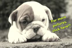 English Bulldog Pictures