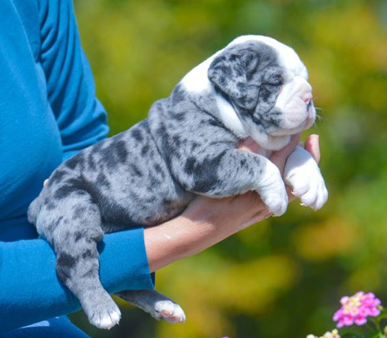 English Bulldog Cutie Pie