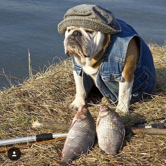 English Bulldog Fisherman