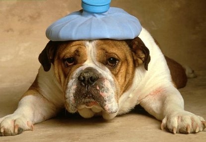 English Bulldog Health Problems