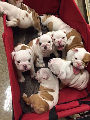 English Bulldog Pack