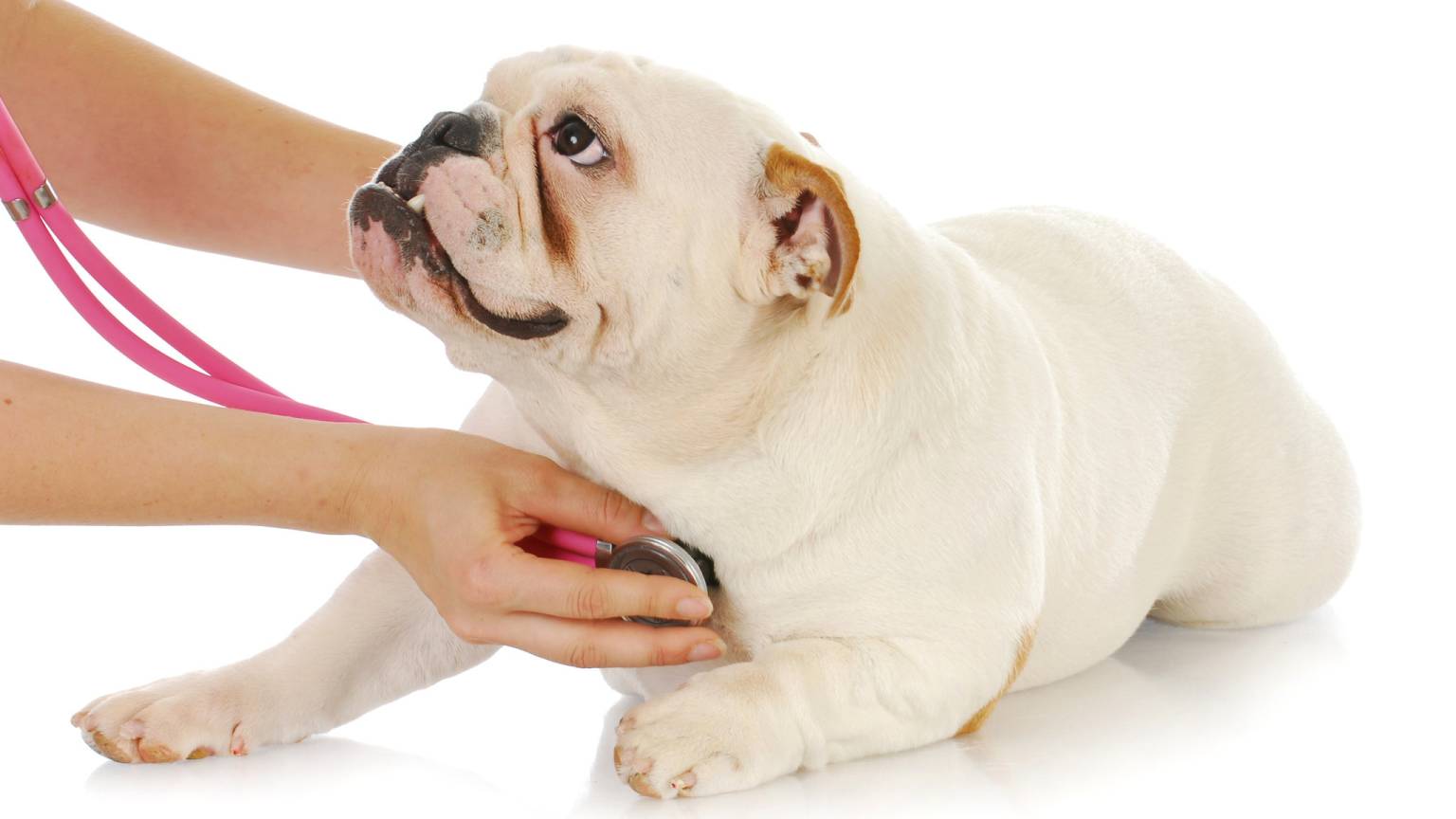 English Bulldog Health Problems And Bulldog Insurance Tips