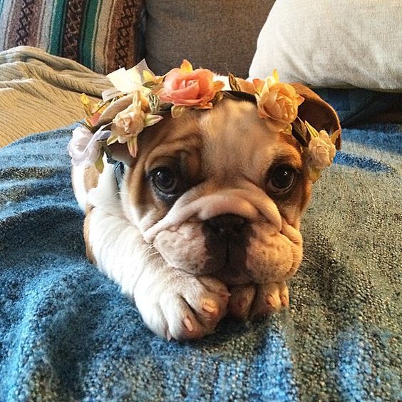 English Bulldog Princess