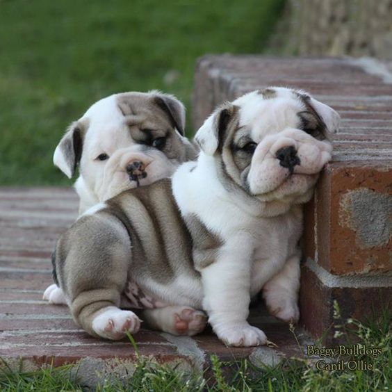 English Bulldog Twins