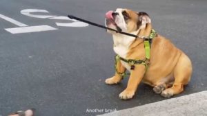 Give multiple breaks while you walking your English Bulldog