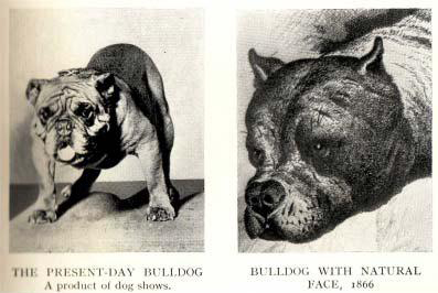 English Bulldog in 1800s