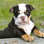 Mini Bulldog