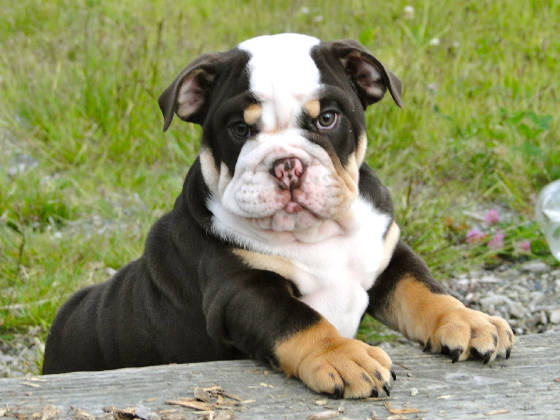 mini bulldog