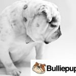 Bulldogs and Children